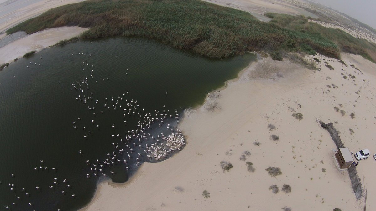 EAD on Twitter: "Conservation drones flying over Al Wathba Wetland ...