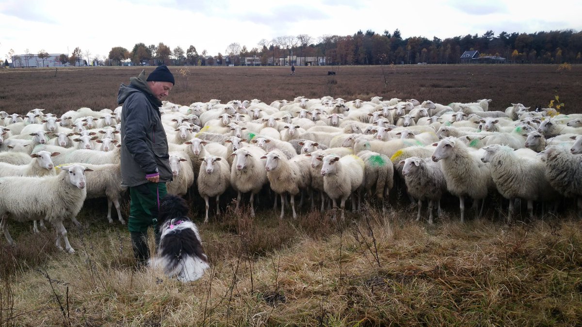 Juutjuh32's tweet photo. @renkumleeft @RenkumsBeekdal @grebbeveld met onze #schapendoes :-) https://t.co/y65buXwWoR