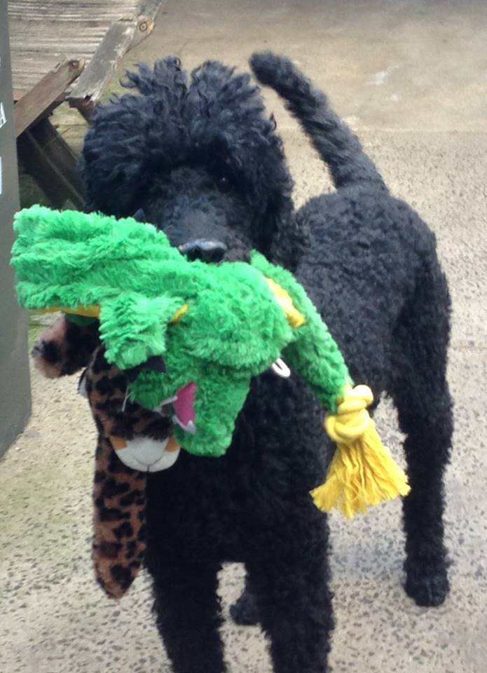 hfd371's tweet photo. We even did an Evacuation Drill! Bette saved the toys... Compliant much! #amendthebill #jaalapulford #breederwithacapitalb https://t.co/5gtI4a5lJa