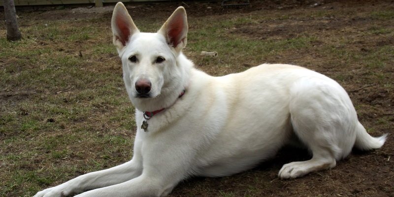 Animal Radio (@animalradio) on Twitter photo <a href="/petworldinsider/">petworldinsider</a> Robert Semrow has 5 Reasons Mutts Are The Best - #Listen: AnimalRadio.com/5_Reasons_Mutt… #Muttsgiving2016 <a href="/petworldinsider/">petworldinsider</a> Robert Semrow has 5 Reasons Mutts Are The Best - #Listen: AnimalRadio.com/5_Reasons_Mutt… #Muttsgiving2016