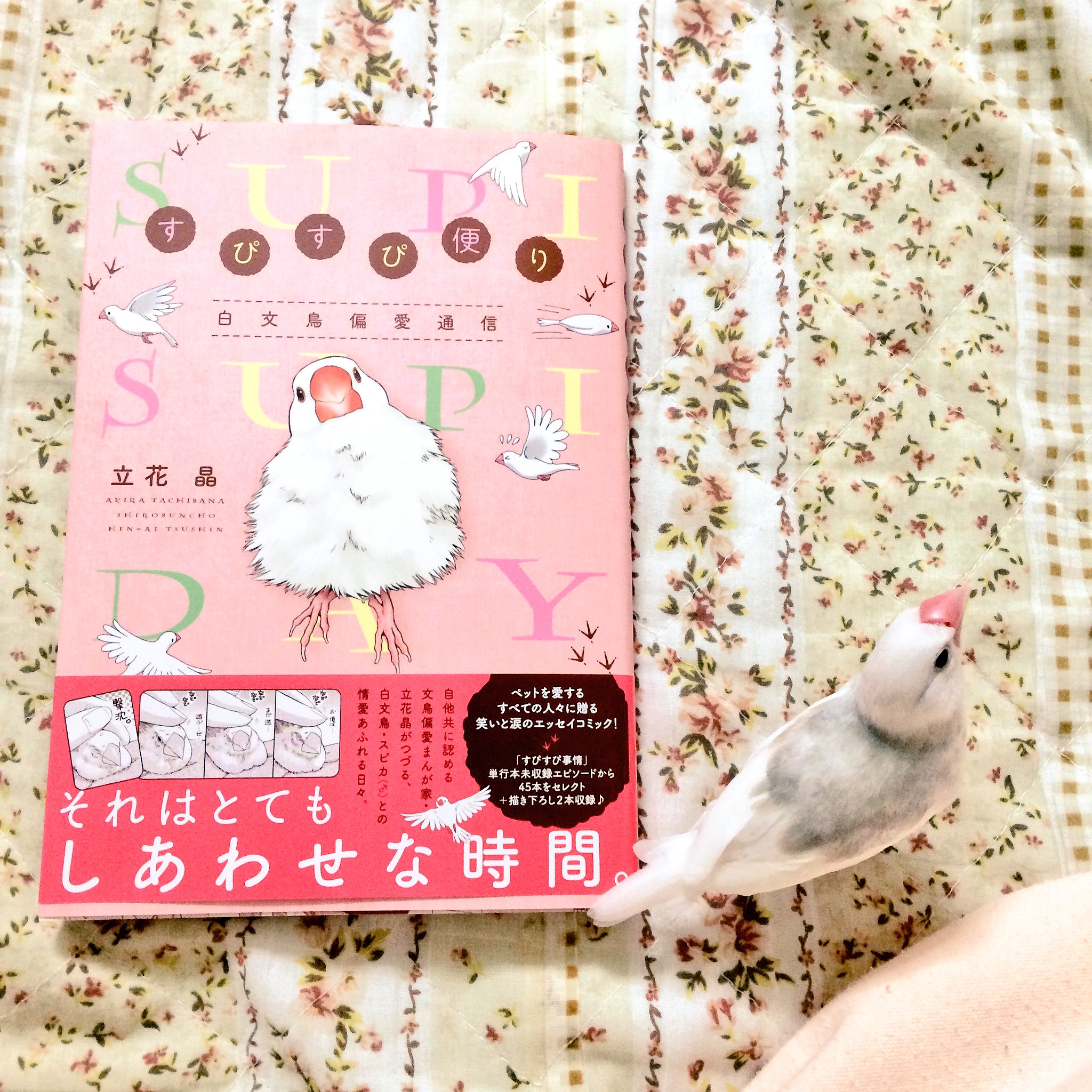 すぴすぴ便り Twitter Search Twitter