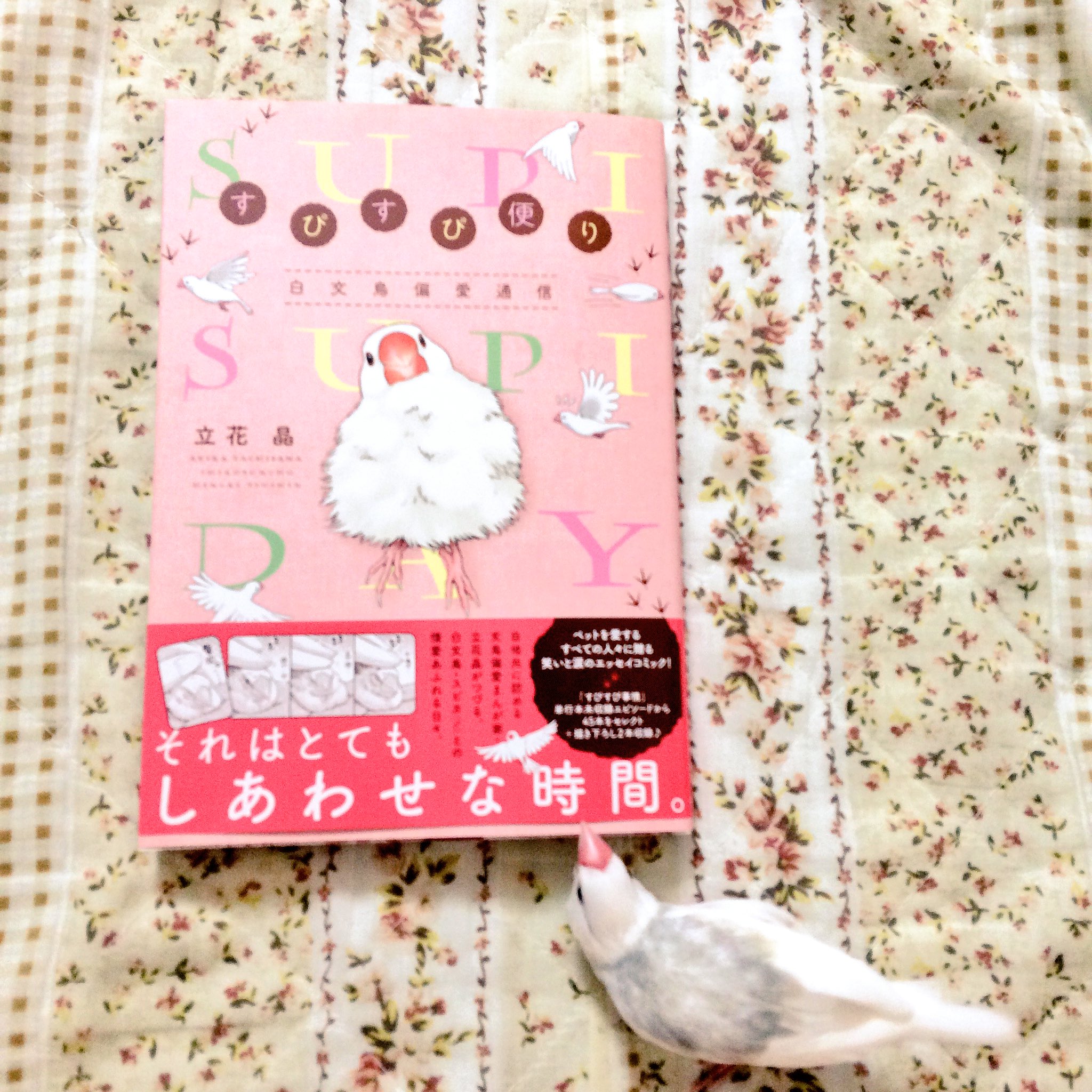 Yuki すぴすぴ便り 購入しました 読もうと思ったら ピノが邪魔してくるので カゴに入れてから じっくり読もうと思います 文鳥 白文鳥 すぴすぴ便り T Co Sxaglodl2y Twitter