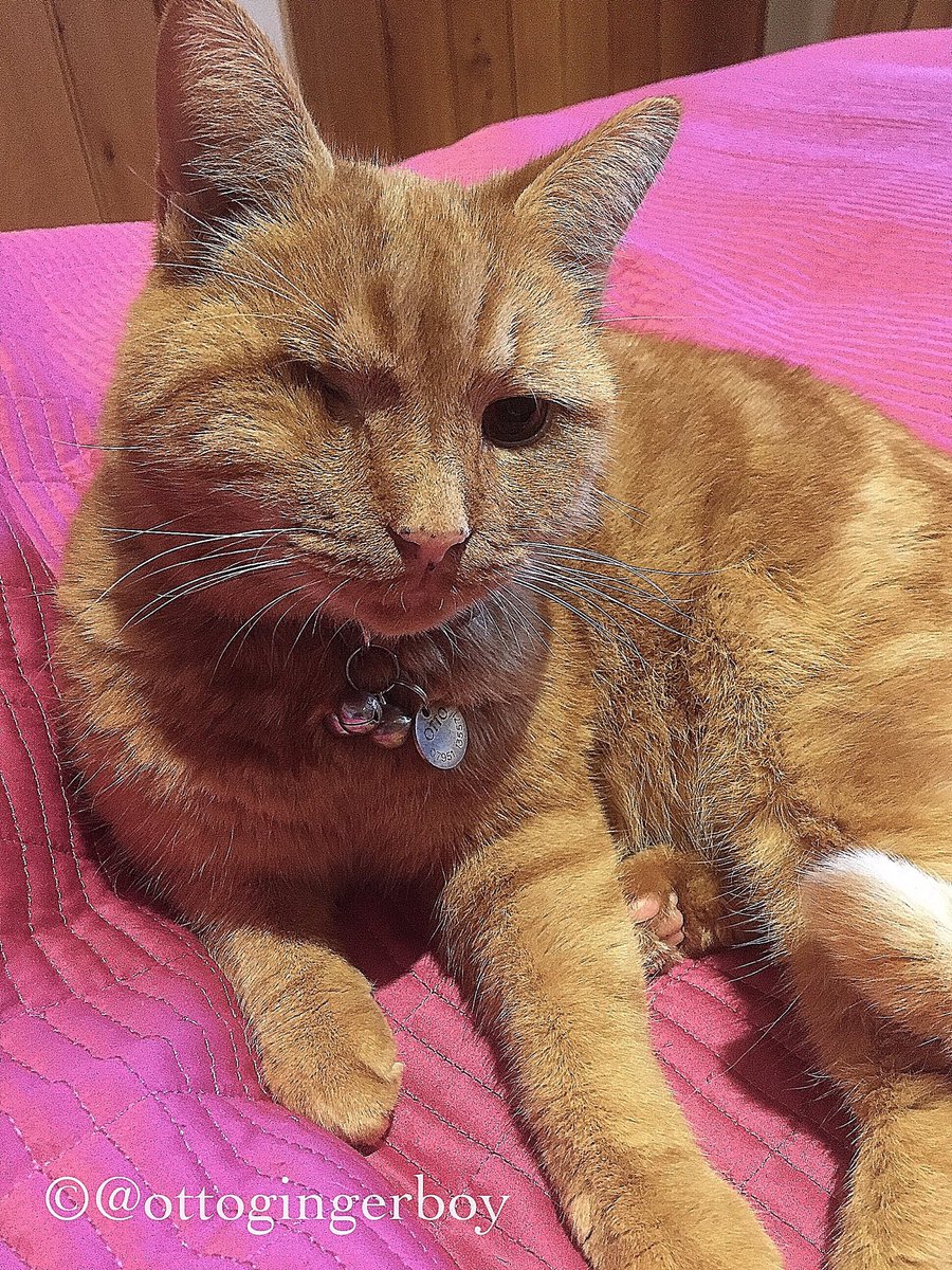 Ottogingerboy's tweet photo. Sadz littel fase for #whiskerswednesday cuz I jus bin wavin to frenz #OTRB Charlie Ollie Ozzie Kate Jeffie Mr Smudge Pookie n so many moar https://t.co/iEHmLDNiM4