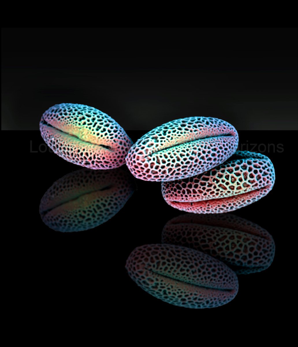 SEM image (after some editing) of willow pollen, combining BSE and SE signals. #sciart #biology <a href="/obu_bms/">Oxford Brookes BMS</a> <a href="/oxford_brookes/">Oxford Brookes University</a> <a href="/OBBU_microscopy/">Brookes Bioimaging</a>