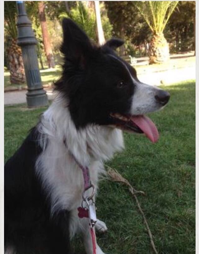 botaspuesta's tweet photo. LAS CONDES! Anoche se extravió desde Gral.Blanche Lupita, no lleva collar, tienen chip, ☎️998273020favor RT @Sanfeliu https://t.co/hYbQZs9XhO