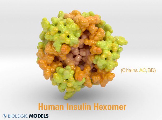 caseysteffen's tweet photo. Structure of human #insulin #diabetes https://t.co/iHBbjOfR7b #3dPrint #biologicmodel #stem #diabetesawareness https://t.co/LazDdQibxM