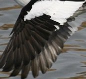 USFWSBearRiver's tweet photo. It's time for another #wingwed! Whose wing is this? We'd love to know your guess. #wildlifewednesday https://t.co/J7BtGdSwsP