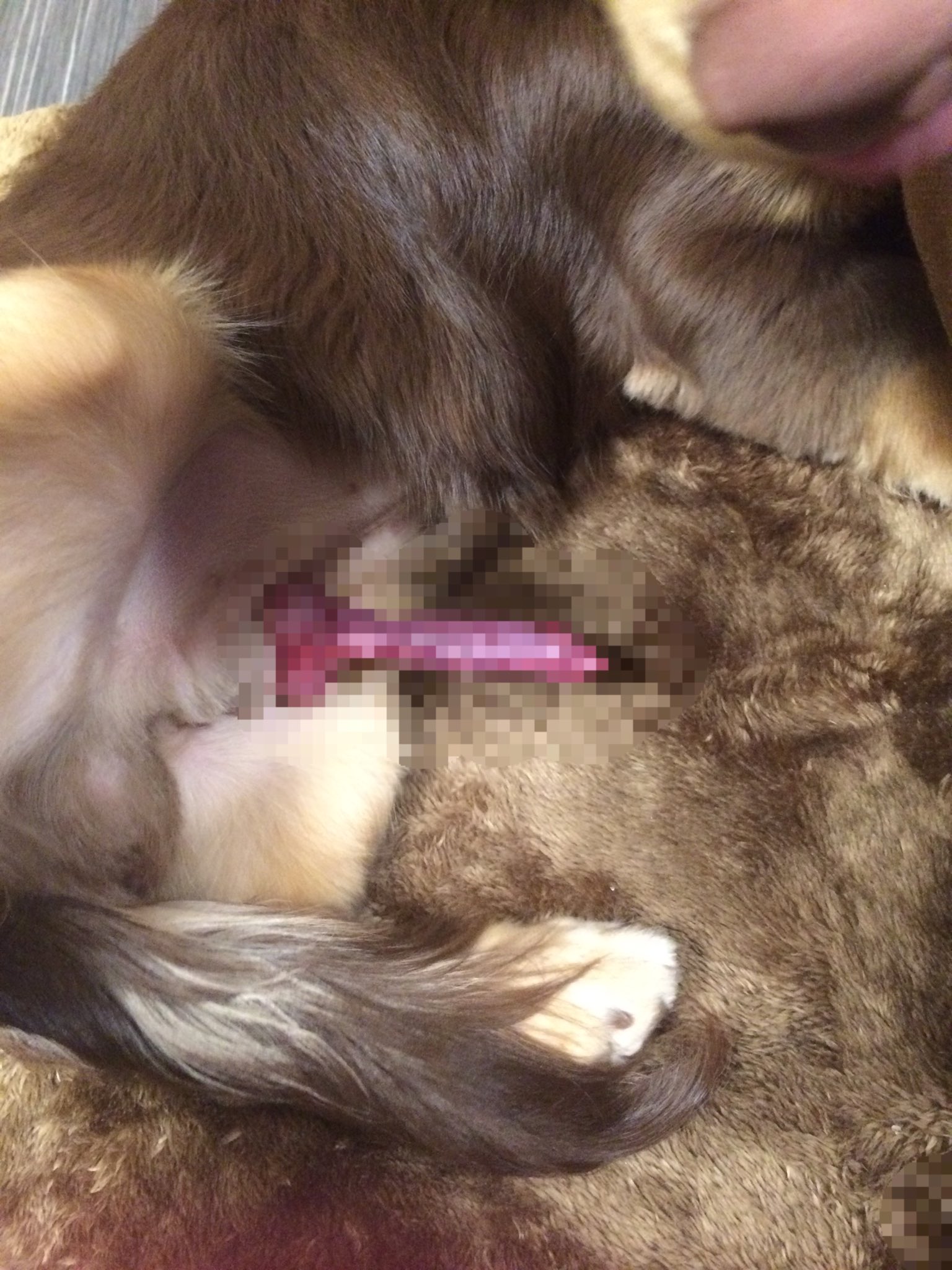 Twitter 上的 こじろー むさし むさしが腰を振っていて よく見たらちんちんが丸出しに なってました W ちんちんが戻らなくなってすごい怖かった こんなこと皆さんのわんちゃんもなりますか 明日去勢とかの話病院でしてこよう T Co Aegdownhro