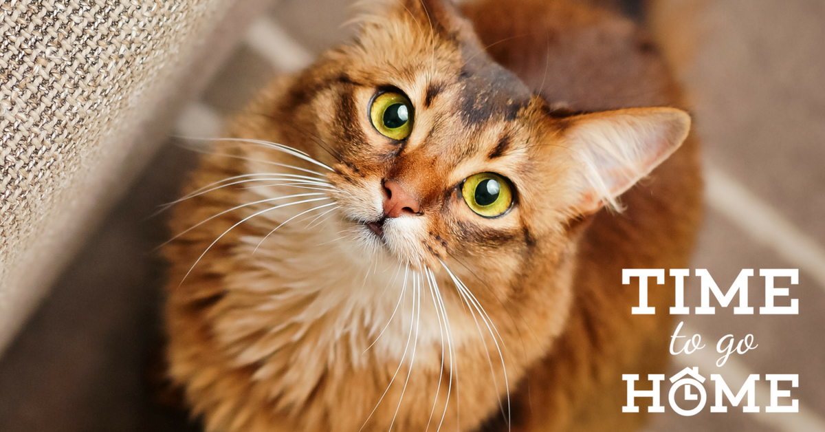 rspca_vic's tweet photo. 20-70% off adoption fees - 4 days only - STARTS TOMORROW! Help us get all our animals a home by this Sunday 27th! Pls RT to spread the word! https://t.co/DwZube5R9r