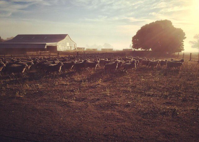 Couple of prime lambs bound for Canada!