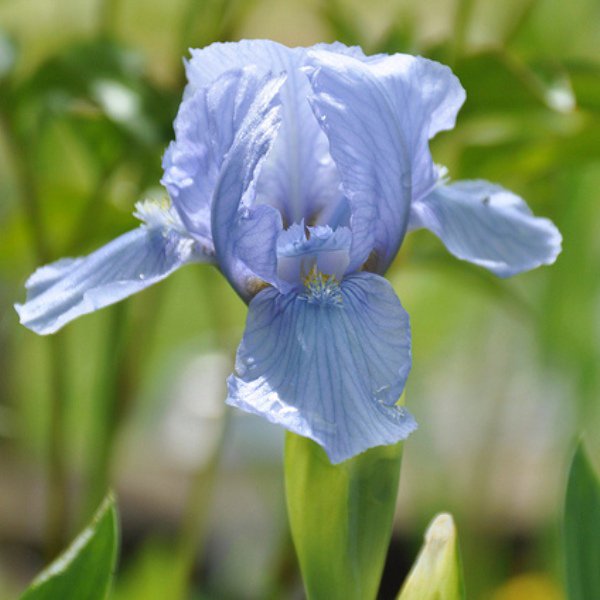 ирис германский даркнесс. 19. Iris 1. ирис эдифис. Iris 1.