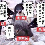 「寒い!」と騒ぐ東京都民を煽っていく北海道民の図!