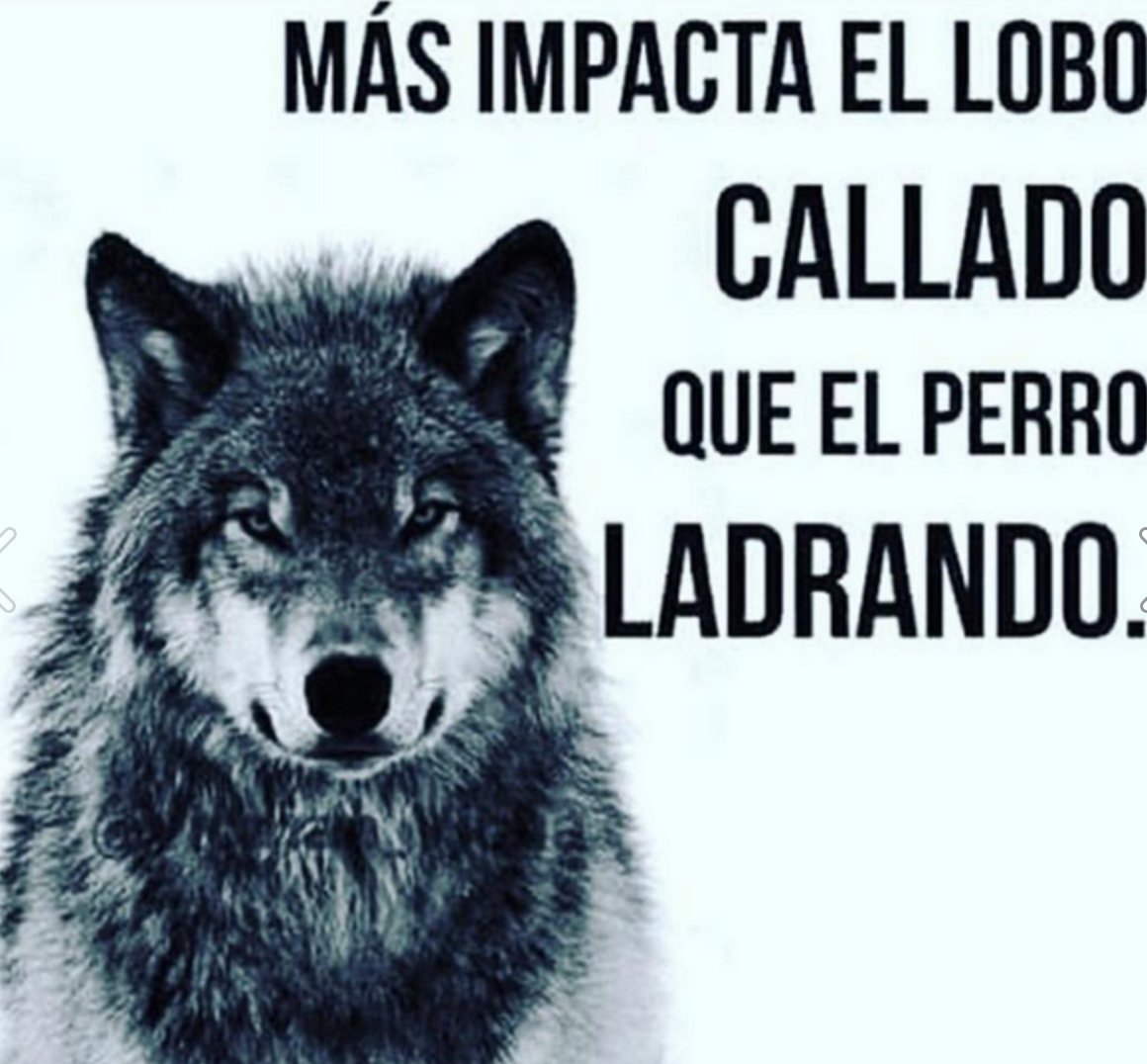 305 Media Solutions Twitterissa Mas Impacta El Lobo Callado Que