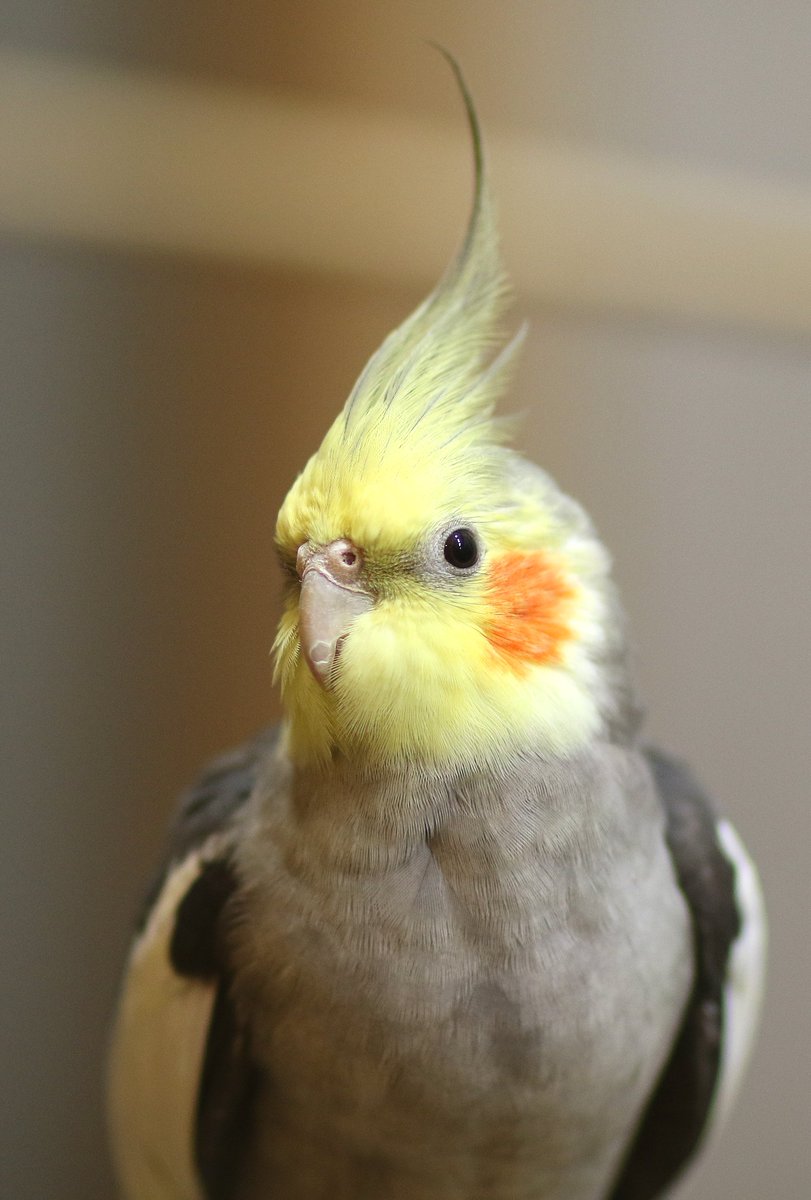 O Xrhsths とりみカフェ 次世代鳥好き育成中 Sto Twitter フリー素材な インコ系 オカメインコ セキセイインコ ええ感じなインコまみれな年賀状ライフを トリー素材