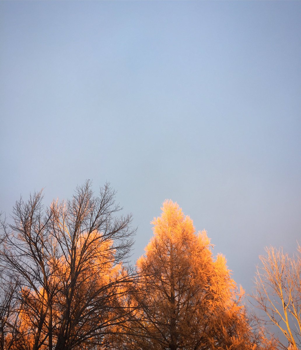 Hthr_feather's tweet photo. Fiery Tamaracs #scanloncreek https://t.co/4yVkPAx62M
