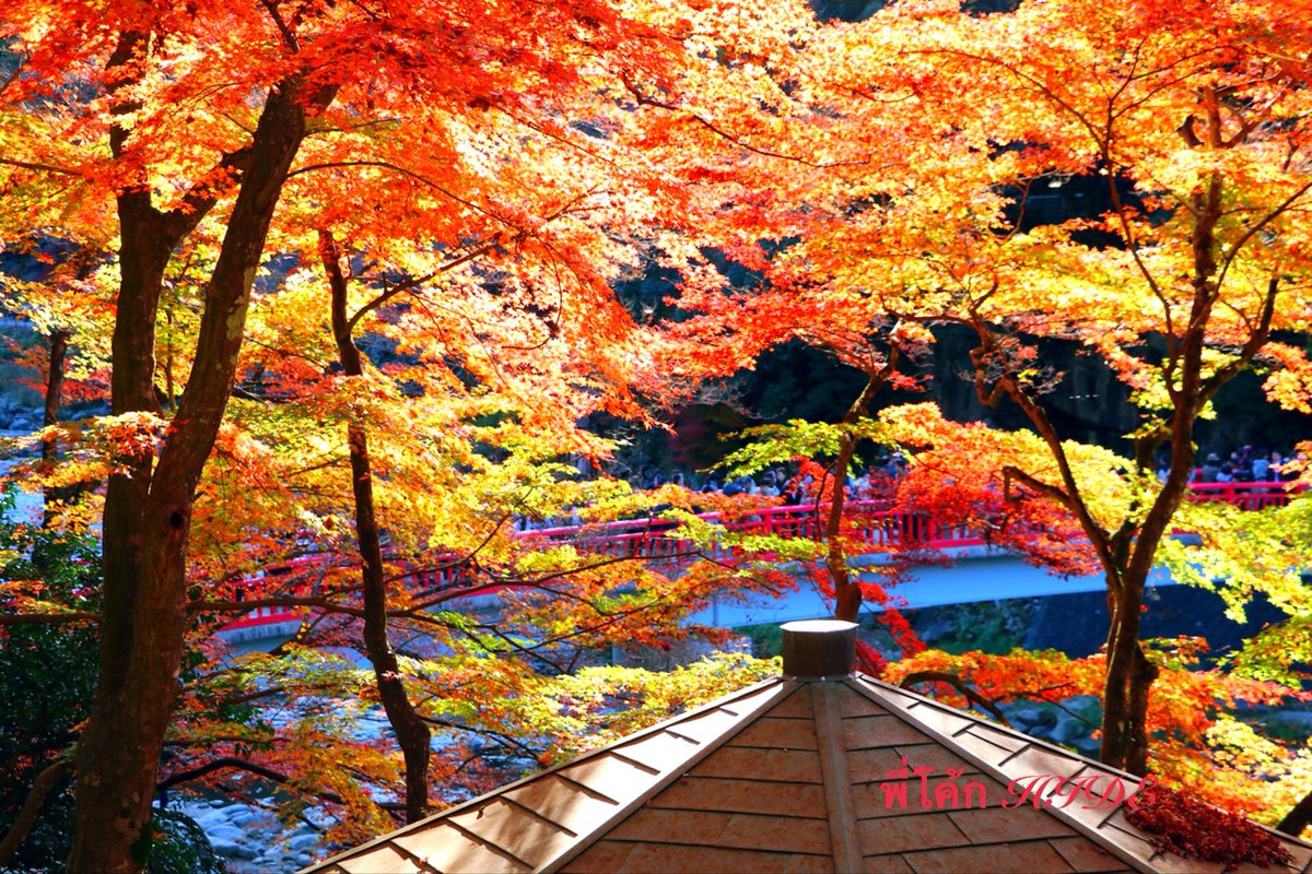 hide_Ikkyu's tweet photo. 🍁🌾🍂香嵐渓🍂🌾🍁 https://t.co/X7l8nJXvW8