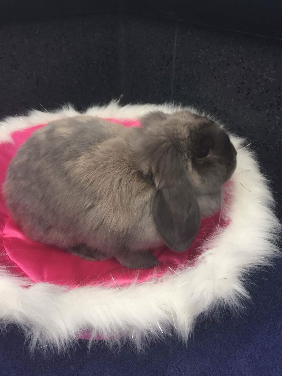 mini lop for adoption