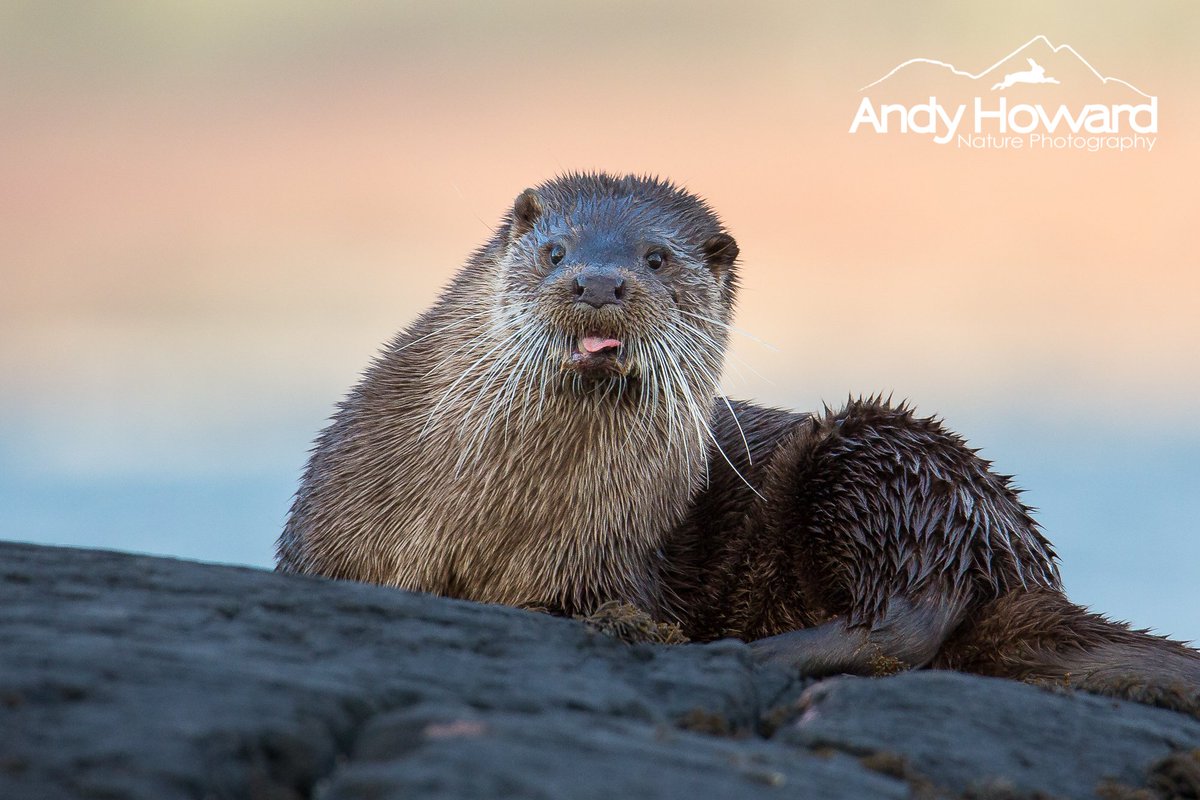 highland_andy's tweet image. Cheeky Otter on #Mull - Taken with the new Tamron 150-600mm G2 lens. #LensTest @Intro2020 @TamronUSA @Ffordesphoto