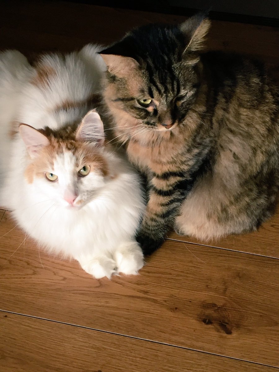 あかねこ☆ tweet media