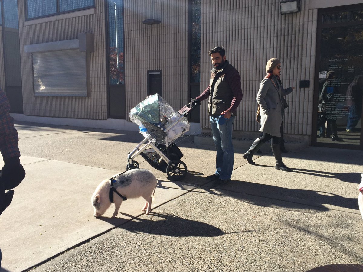 Only in <a href="/CityofHoboken/">City of Hoboken</a>!  Knew it was a dog-friendly town.  Apparently pigs get love too!  This is Gaston.