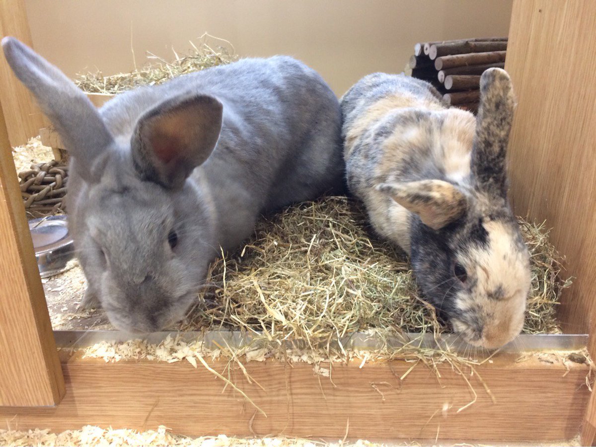 Pets Foundation (@petsfdtnuk) on Twitter photo These little beauties need a loving forever home. Bertie, Pheobe & Joey are being cared for in our adoption centre in <a href="/PetsatHome/">Pets at Home</a> Falmouth These little beauties need a loving forever home. Bertie, Pheobe & Joey are being cared for in our adoption centre in <a href="/PetsatHome/">Pets at Home</a> Falmouth