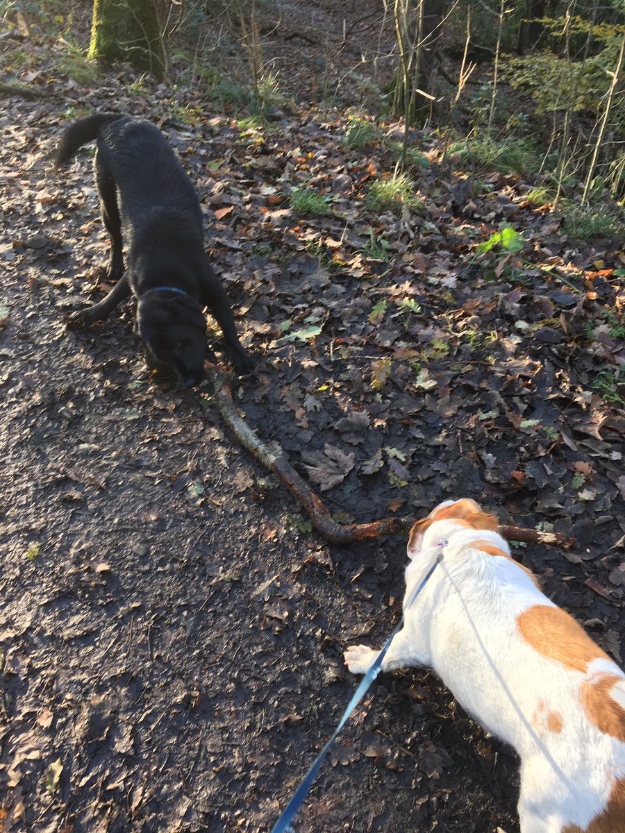 dogwalking70's tweet photo. This is just getting silly 😂😂🐶 https://t.co/tog8nBJdww