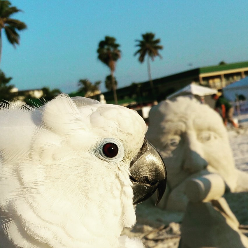 Pearl_Cockatoo's tweet image. Pearl at the #sandsculpting #compatition  &quot;Hey does anyone else see what I see&quot;
 #wednesday #travelphotography #photoofday #travel #cutepets