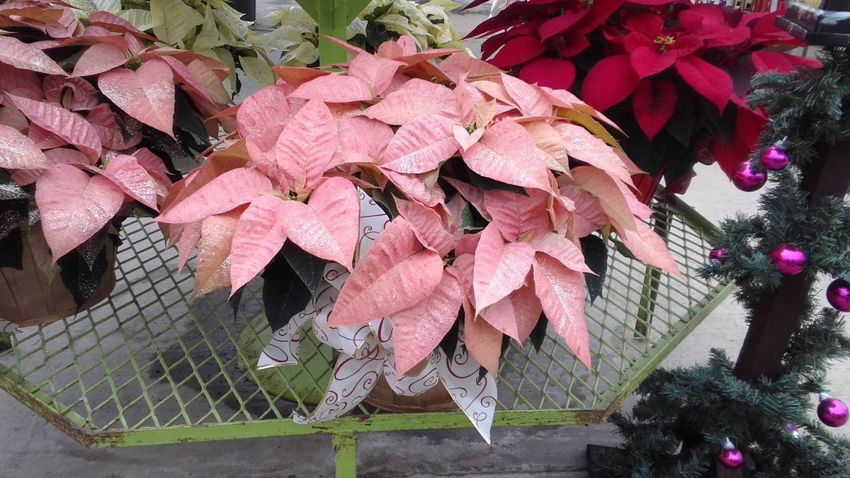 ParksRetail's tweet image. We would like to wish all of our customers and friends a happy Thanksgiving!  We will close at 4pm today and open Monday at 8am.