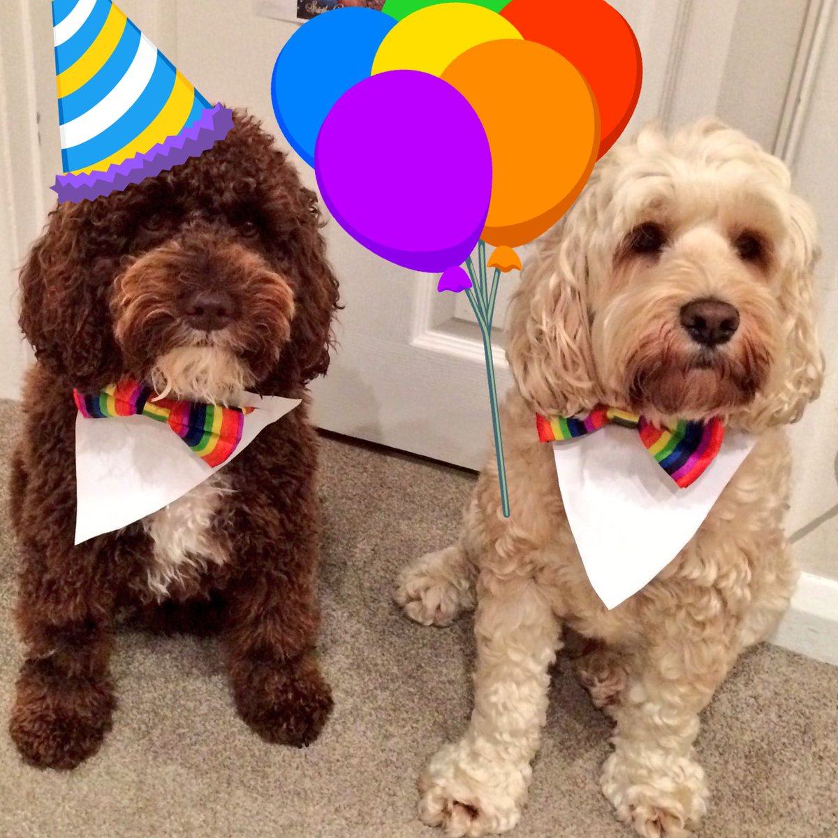 cockapoo birthday