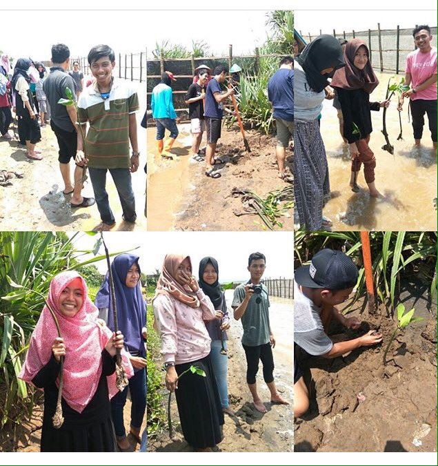 LANJUTAN-Acara tanam pohon magrove bersama Kementrian Sosial Masyarakat dan sakagama dihutan konservasi mangrove, Pantai Baros, Bantul~