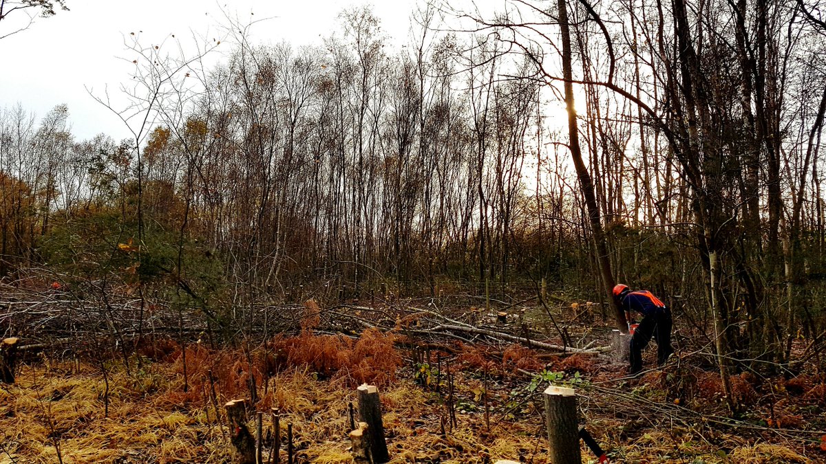 TCVSolent's tweet photo. We've been out at Netley Common again today continuing tree clearance to promote heathland #biodiversity #chainsawing #invasivespecies https://t.co/xybKJmAEe2