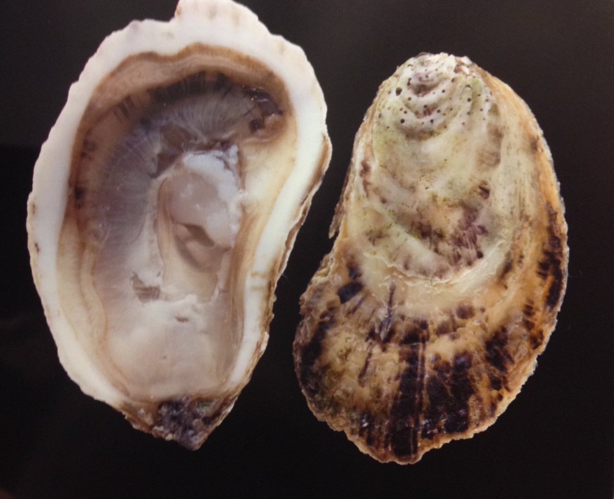 CTShellfish's tweet image. Check out these beautiful "Pearly Whites" grown in Point Judith Pond in Rhode Island, a truly unique oyster. #oysters #bivalves #seafood #RI