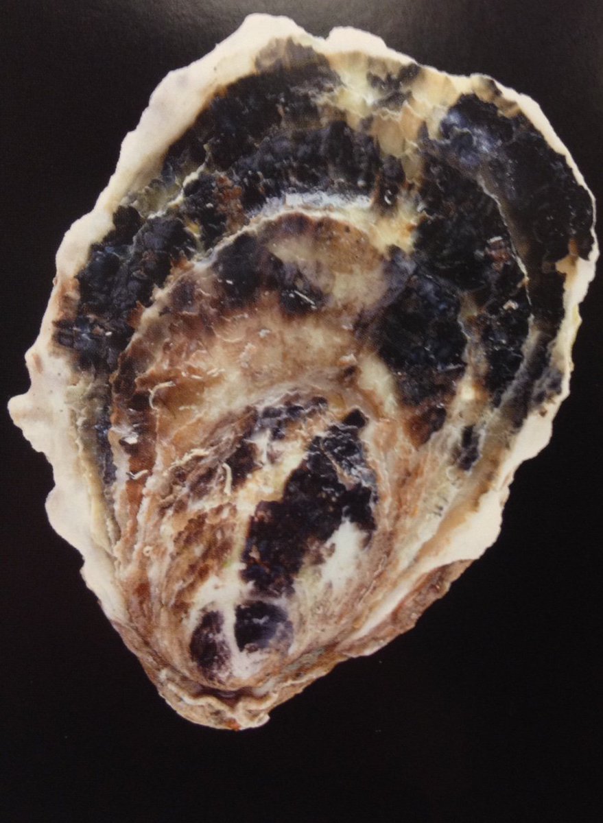 CTShellfish's tweet image. Check out these beautiful "Pearly Whites" grown in Point Judith Pond in Rhode Island, a truly unique oyster. #oysters #bivalves #seafood #RI