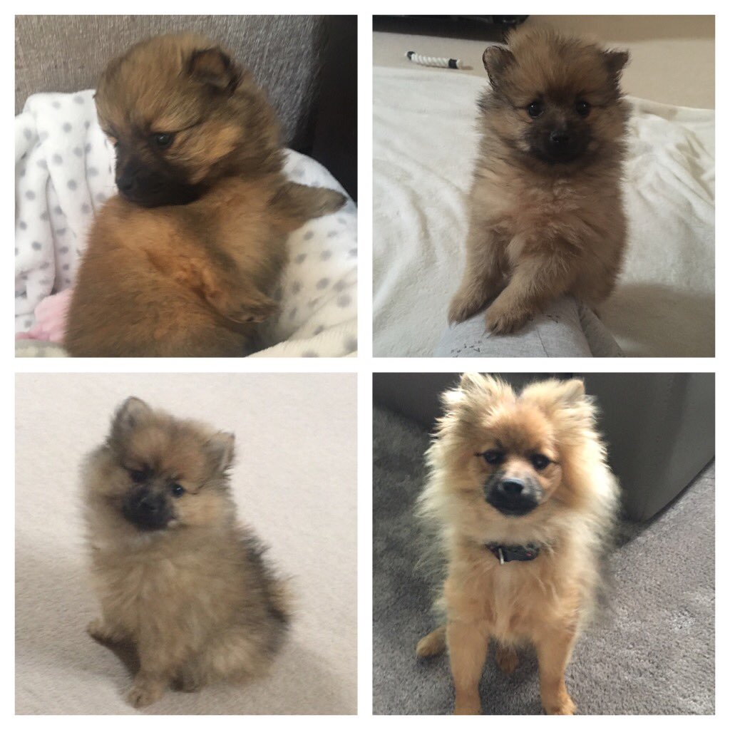 libbymurphy_x's tweet image. Boo where has my little baby gone 😘⭐️😘