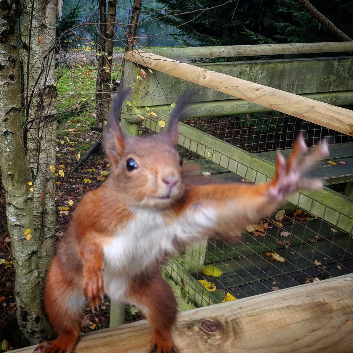 High five! #MScSISS #britishwildlifecentre @BerksMammals @mammals_uk @Mammal_Society