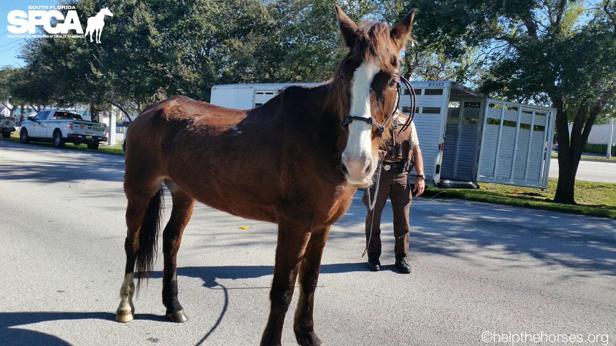#BREAKING Man riding horse from S.C. to Key West arrested for animal cruelty in Miami-Dade bit.ly/2gm29UD?utm_me… https://t.co/3zmybDAl4p