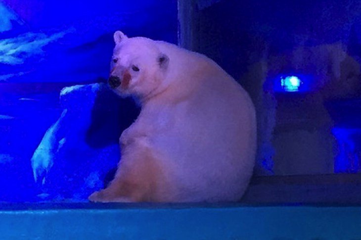 The Saddest Polar Bear In The World Is Finally Getting A Break—But It’s Only Temporary trueactivist.com/the-saddest-po…