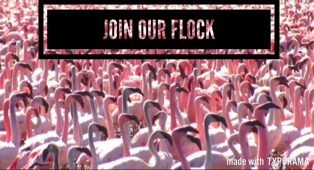 lingoflamingo1's tweet photo. We are looking for some new board members so private message us if you are interested! #helpthisflamingosoar https://t.co/JPsqhjezeE