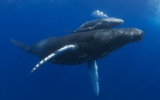 JazzyDolphin's tweet photo. All I know about #WHALES I've learned in less than 1 year thanks to @h0t_p0ppy who created #OpWhales https://t.co/RCm5IYBzIC