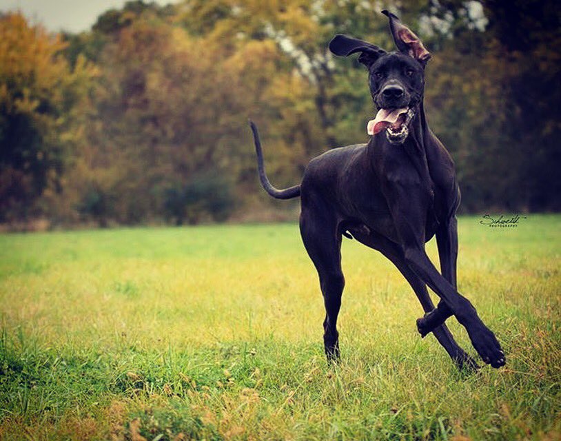CookesPremDogs's tweet photo. Friday feeling. What's yours and your pooches weekend plans? #CookesDog https://t.co/JEuSMJyp5S