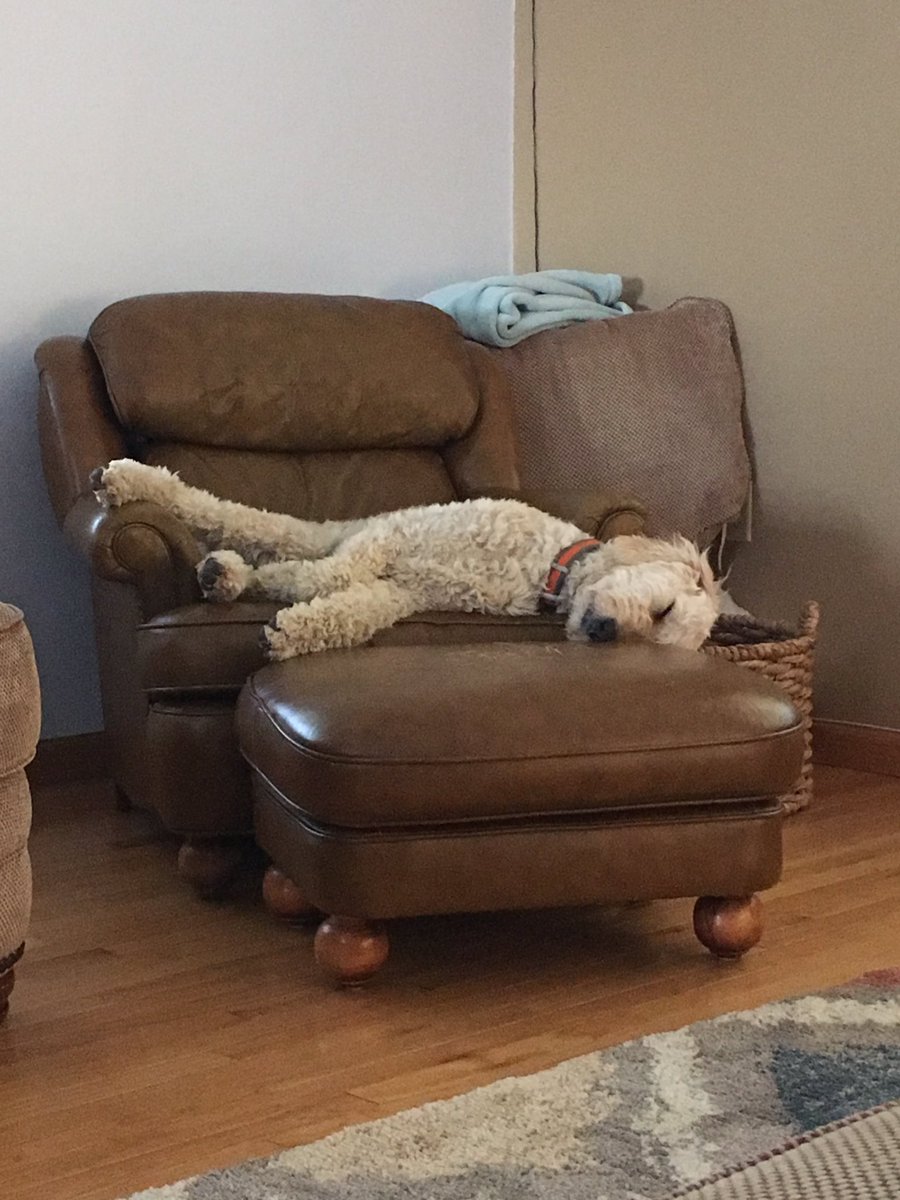 HappyDogsWloo's tweet image. Charlie had a great day at Happy Dogs Daycare!! #happydog