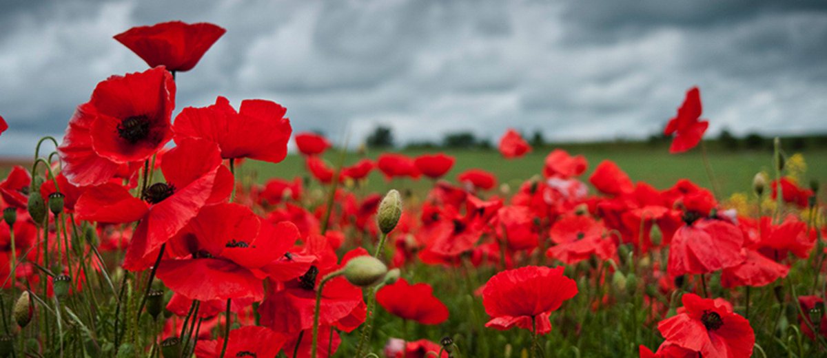 How to Explain the Importance of Remembrance Day to Kids - ow.ly/MGHl3065wQB #RemembranceDay #memorial #parenting