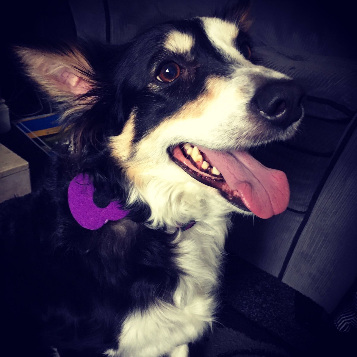LRudd1992's tweet photo. Today Jess where's her #PuppyPoppy in memory of all those dog lost in battle @houndsandheroes #HoundsForHeroes #LestWeGorget #ArmisticeDay https://t.co/IkSMWlr2CJ
