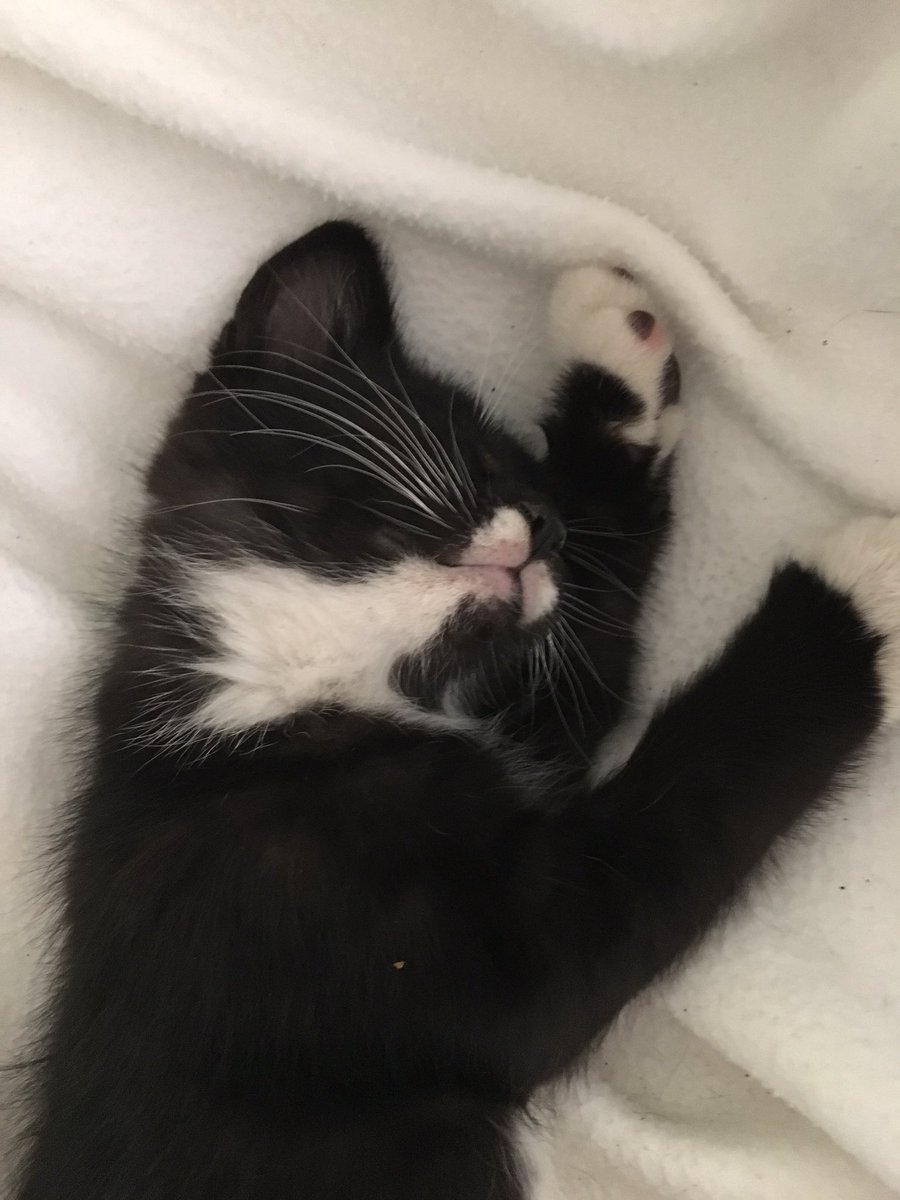 StaKLoPR's tweet photo. Suitor #2: all dressed up in his socks and tuxedo and nowhere to go! This sweet little man is looking for a home. #adopt #DMme https://t.co/tqXW4G6KAa
