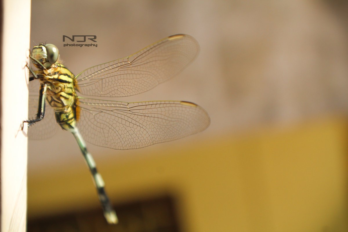 ramspark4's tweet photo. #dragonfly #NDR_photography 
lvu baby canon rebel baby camee https://t.co/bXCqA1pul2