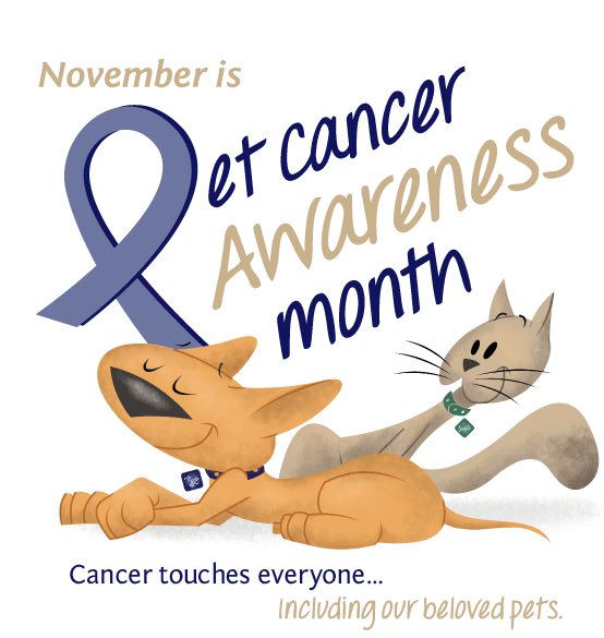 _animaladoption's tweet photo. November is also pet cancer awareness month! These animals don't deserve cancer but they do deserve belly rubs, love, and a happy life!!❤️️ https://t.co/akgZxV0uXq
