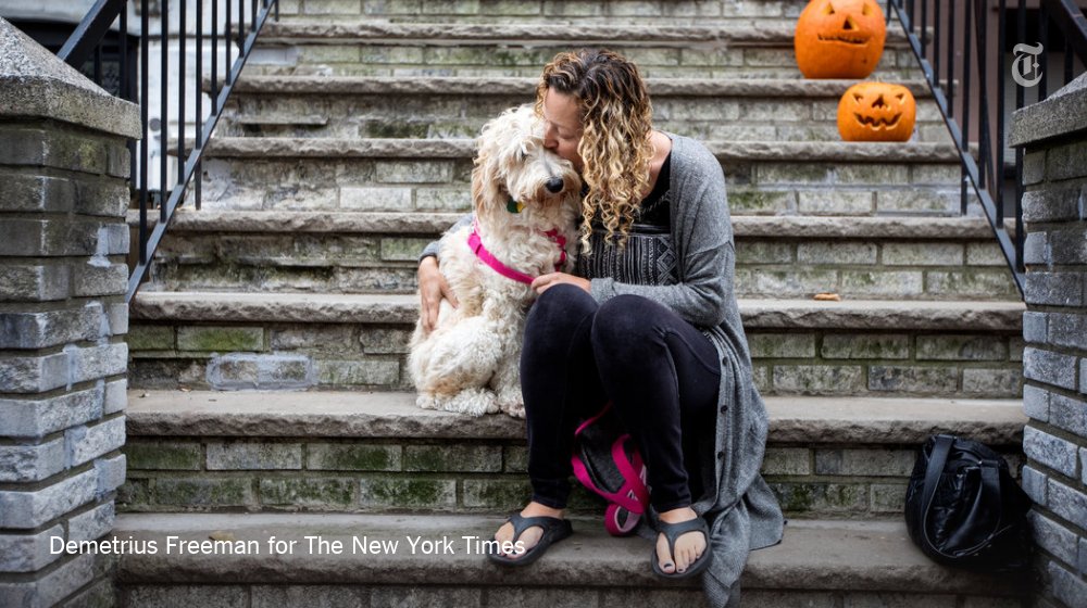 In case what you're really looking for is a story about a lost dog in Brooklyn 
nyti.ms/2fIOgOK