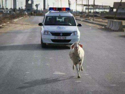 hamdyhamada53's tweet photo. هوه ده حالهم..خرفان..وبيخرفوا.. https://t.co/w6peqFRluv