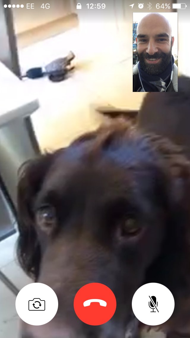 djdegiorgio's tweet photo. What FaceTime was invented for. #dogtime #wooftime https://t.co/bMNgk81Mms