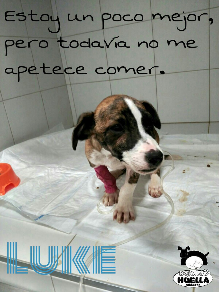 DejandoHuellaAB's tweet photo. #LukeDHA no experimenta mejoría, no está peor pero tampoco mejor. No quiere comer y cuando se le da, pues diarrea https://t.co/S7LaiHsXyx https://t.co/w6oHB4tFi3